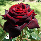 Роза Черная магия (горшок 3л)