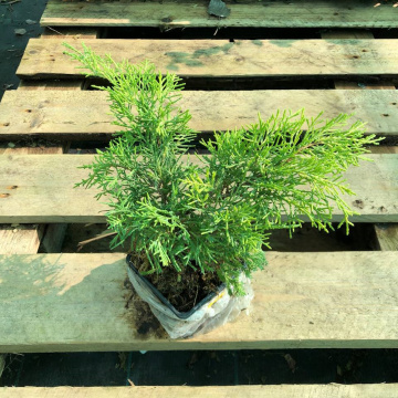 Стандарт поставки 4 Можжевельник средний Шеридан Голд Стандарт поставки 4 Можжевельник средний Шеридан Голд