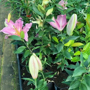 Стандарт поставки 13 Лилия Мисс Пекулиар