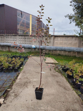 Стандарт поставки 3 Яблоня с красной мякотью Красная Вертмана (горшок 7л)