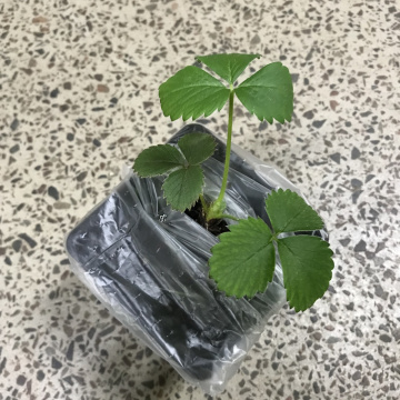 Стандарт поставки 3 Земляника Альба