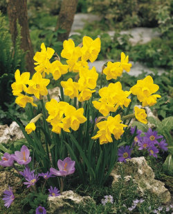 Narcissus Quayle (Prom Pack)