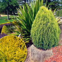 Thuja orientalis Aurea Nana (hrnec 2l)