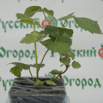 Стандарт поставки 4 Ежевика Арапахо