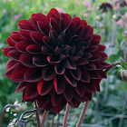 Георгина Блек Ред (горшок 3л)