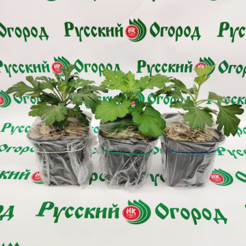 Стандарт поставки 2 Хризантема Фиолетовый Ёжик