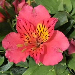 Alstroemeria Thirse