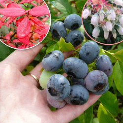 Blueberry Blue Giant