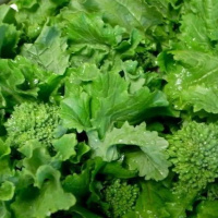 Капуста брокколи спаржевая Рапини - купить с доставкой