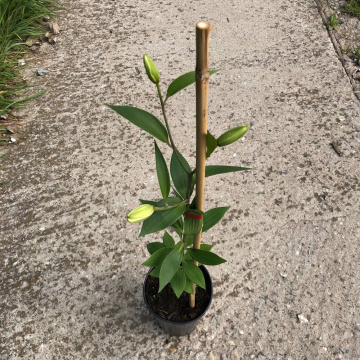 Стандарт поставки 18 Лилия Мисс Пекулиар