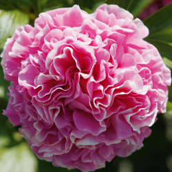 Pivoňka bylinná karafiátová kytice