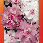 Смесь цветов