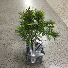 Туя западная Дзиак