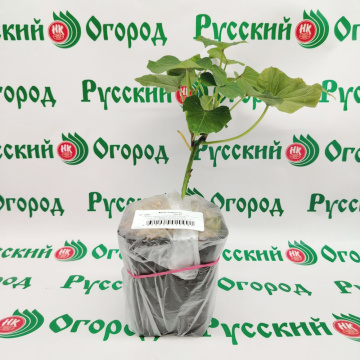 Стандарт поставки 5 Батат Ковингтон