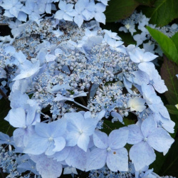 Hydrangea serrata Blue Decl