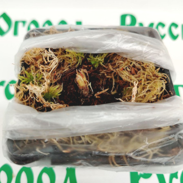 Стандарт поставки 10 Земляника Кабрилло