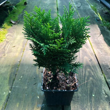 Стандарт поставки 2 Кипарисовик Лавсона Минима Глаука