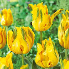 Тюльпан Ля Куртин 