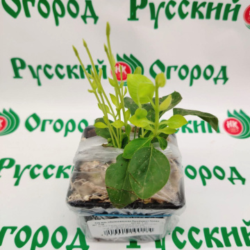 Стандарт поставки 3 Сирень обыкновенная Президент Греви