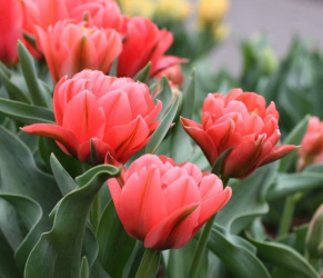 Tulipán Double Toronto