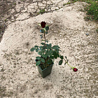 Роза Литтл Буккаро (горшок 3 л)