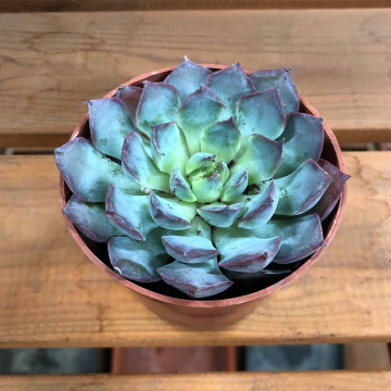 Стандарт поставки 4 Эхеверия Саммер, D-9