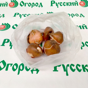 Стандарт поставки 5 Тюльпан Фринжд Солтайс