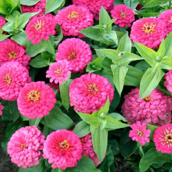 Zinnia F1 Compact růžová