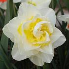 Нарцисс Атол Палас