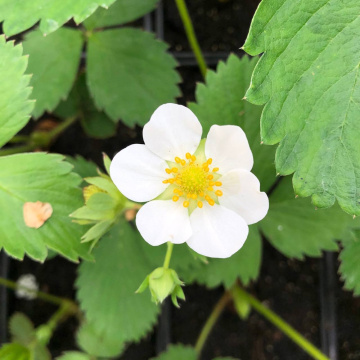 Стандарт поставки 9 Земляника Азия