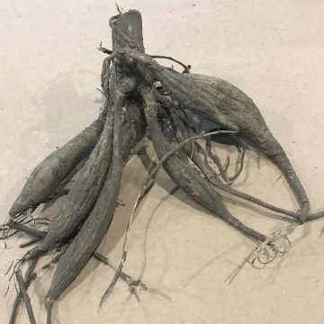 Стандарт поставки 7 Георгина Ред Эмпайр