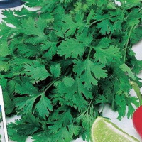 Кориандр Светлый - купить с доставкой