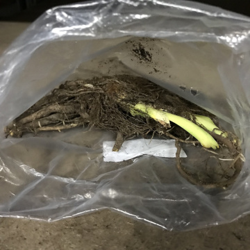 Стандарт поставки 11 Лилейник гибридный Богеймен