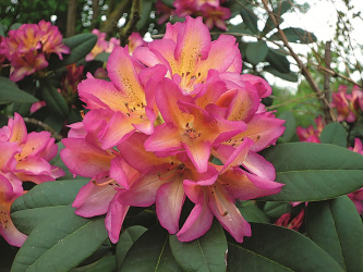 Rhododendron Pivuan