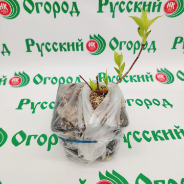 Стандарт поставки 4 Гортензия метельчатая Октобе Брайд (горшок р9)