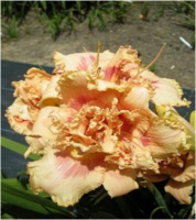 Hemerocallis Tutti Fruiti Truffle - купить с доставкой
