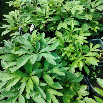 Стандарт поставки 10 Пион молочноцветковый Честин Гуди