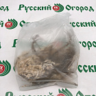 Ирис бородатый Фэшенебли Лейт