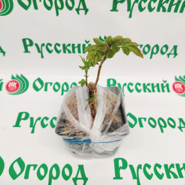 Стандарт поставки 4 Рябина Бриллиант