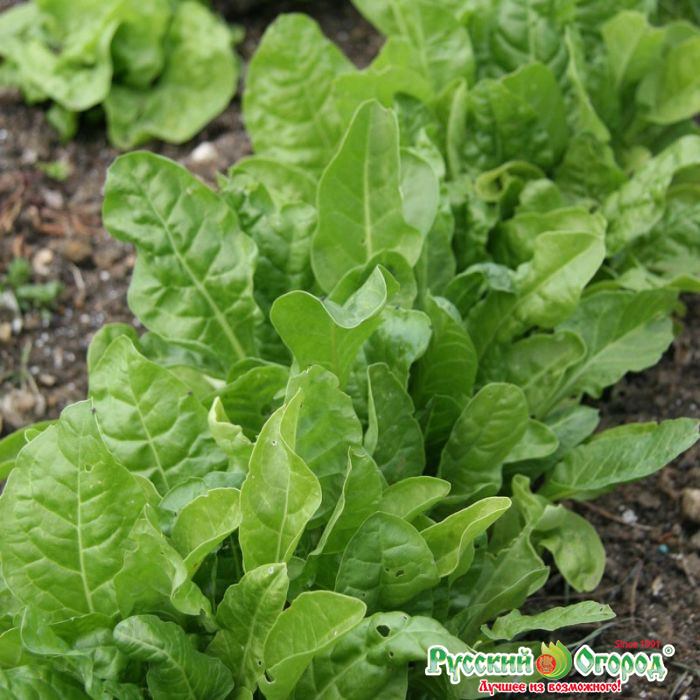 салат листовой на грядке. лопух черешки листьев. хрен огородный. латук дуболистный. салат латук кочанный.