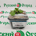 Горечавка Литл Пинки