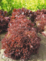 Салат листовой Рубиновое Кружево НК - купить с доставкой