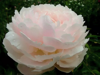 Pivoňka lactiflora Odile