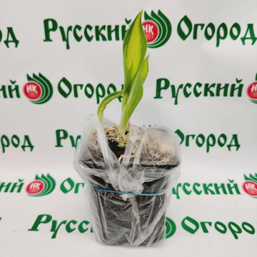 Стандарт поставки 3 Хоста Катерина