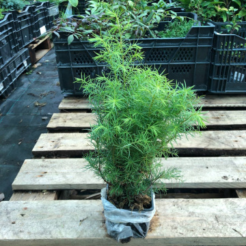 Стандарт поставки 2 Криптомерия японская Элеганс Виридис