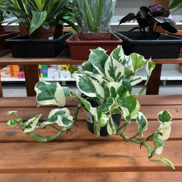 Стандарт поставки 2 Эпипремнум Энджой, D-12