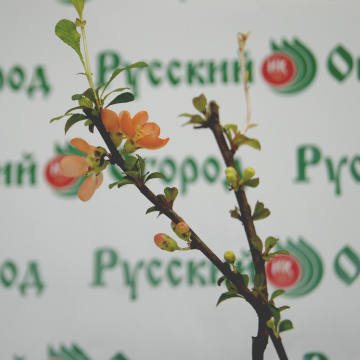 Стандарт поставки 3 Айва великолепная Камео