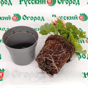 Стандарт поставки 4 Пеларгония розовидная Эпплблоссом