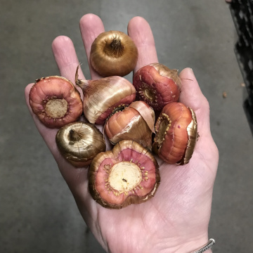 Стандарт поставки 7 Гладиолус И вновь Малика