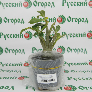 Стандарт поставки 5 Адениум тучный Уайт